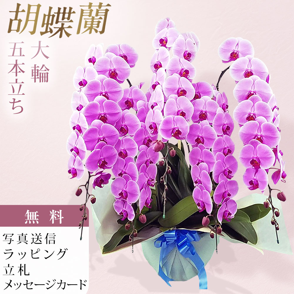 夢見鳥蘭 5本立ち 大輪 サクラ色 木札 御開店 儀式用 移し替える祝賀会 開店祝賀会 入会祝賀会 開院祝賀会 開業祝賀会 周年祝賀会 経上がる祝賀会 隠居祝賀会 当選祝賀会 生まれ落ちる日 還暦 米寿 卒寿 お供え 付き添い人 供花 命日 鉢花 出どころ直送 活動写真透過率 立札 ラッピング無料 育て方小冊子付 貨物輸送無料