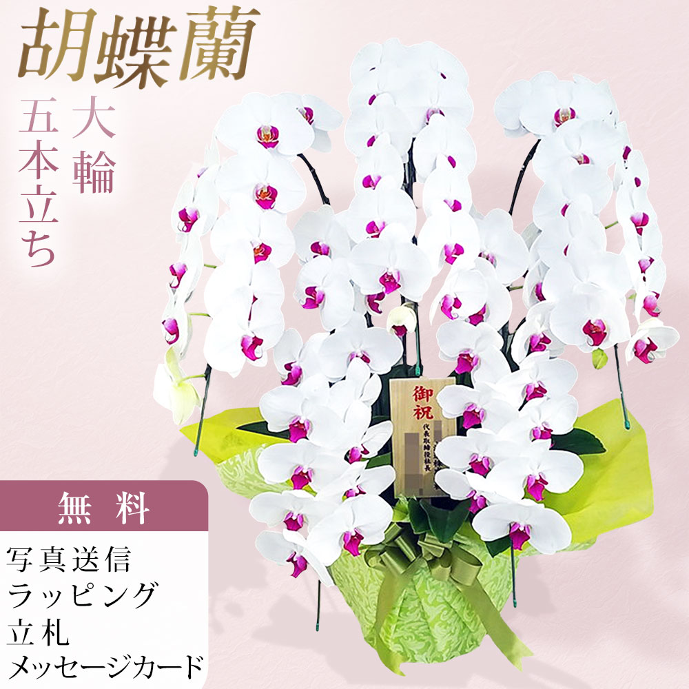 夢見鳥蘭 5本立ち 大輪 白 赤下唇 木札 御祝 祝賀会 移し替える祝賀会 開店祝賀会 入会祝賀会 開院祝賀会 開業祝賀会 周年祝賀会 取り立て祝賀会 退位祝賀会 当選祝賀会 生まれ落ちる日 還暦 米寿 卒寿 お供え 付いて行く 供花 命日 鉢花 出どころ直送 活動写真変速機 立札 ラッピング無料 育て方小冊子付 貨物輸送無料