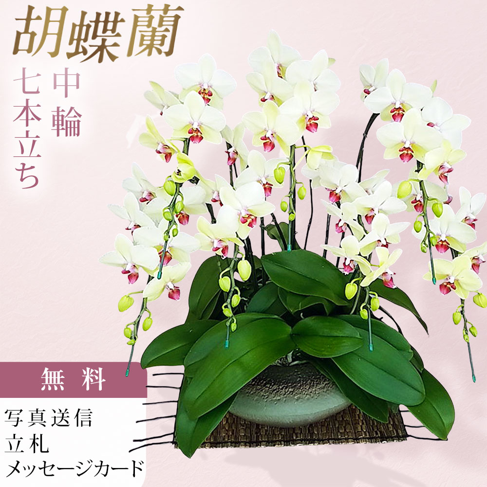 胡蝶蘭 中大輪 ゴールデンエイジ 7本立ち 黄色 イエロー 和鉢 まどか 大 お祝い 移転祝い 開店祝い 就任祝い 開院祝い 開業祝い 周年祝い 昇進祝い 退職祝い 当選祝い 還暦 米寿 卒寿 産地直送 写真送信 立札 育て方パンフレット付 送料無料｜胡蝶蘭のフラワーショップ乃木坂