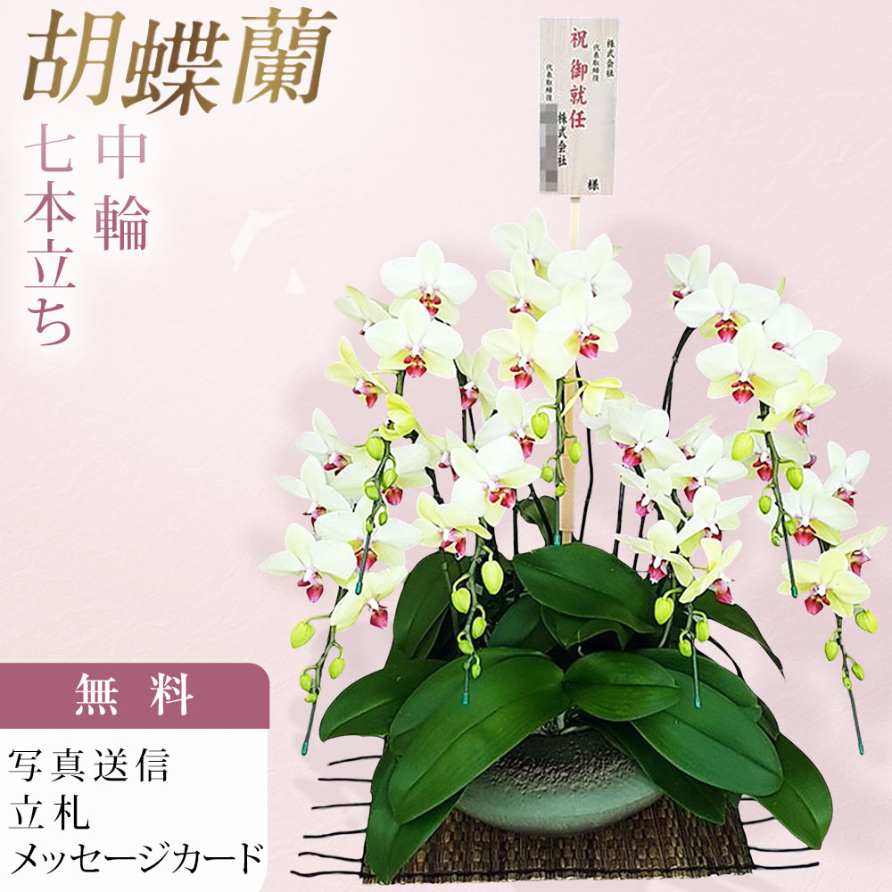 胡蝶蘭 中大輪 ゴールデンエイジ 7本立ち 黄色 イエロー 和鉢 まどか 大 木札 御就任 お祝い 移転祝い 開店祝い 就任祝い 開院祝い 開業祝い 周年祝い 昇進祝い 退職祝い 当選祝い 還暦 米寿 卒寿 産地直送 写真送信 立札 育て方パンフレット付 送料無料｜胡蝶蘭のフラワーショップ乃木坂 32,500円
