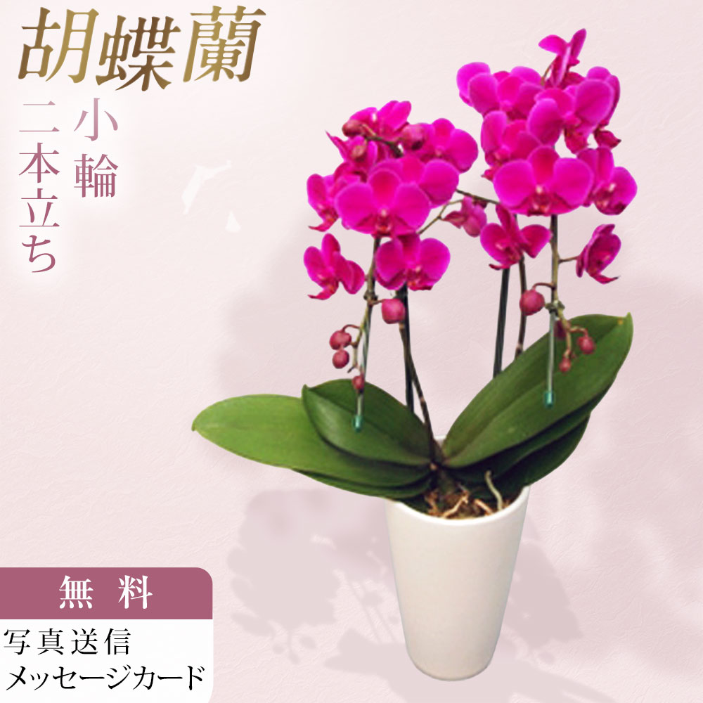 ミディ 胡蝶蘭 サンクスポット 満天紅 2本立ち Thanks Pot 濃いピンク お祝い 移転祝い 開店祝い 就任祝い 開院祝い 開業祝い 周年祝い 昇進祝い 退職祝い 当選祝い 誕生日 還暦 米寿 卒寿 お供え 御供 産地直送 写真送信 立札 育て方パンフレット付 送料無料 ご自宅にも｜胡蝶蘭のフラワーショップ乃木坂