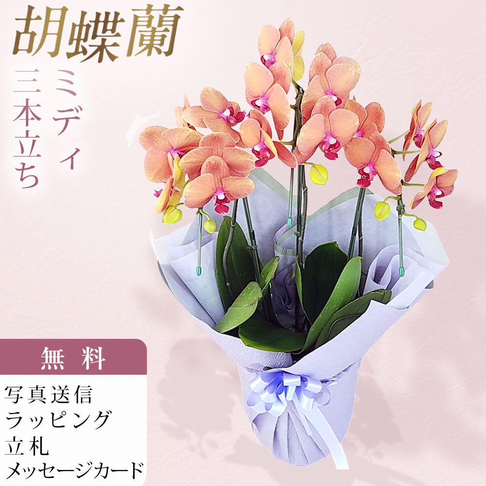 ミディ 胡蝶蘭 3本立ち サーフソング オレンジ色 お供え仕立て お供え 仏花 供花 お悔やみ お悔み花 新盆 初盆 盆 供養 お彼岸 法事 仏壇 命日 洋ラン お花 生花 鉢花 贈り物 ギフト 産地直送 写真送信 立札 ラッピング無料 育て方パンフレット付 送料無料 お悔やみにも|胡蝶蘭のフラワーショップ乃木坂