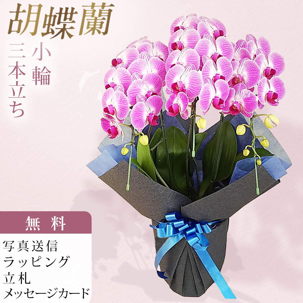 胡蝶蘭 ミディ キャンディープリンセス 3本立ち ピンク お祝い 移転祝い 開店祝い 就任祝い 開院祝い 開業祝い 周年祝い 昇進祝い 退職祝い 当選祝い 誕生日 還暦 米寿 卒寿 お供え 御供 産地直送 写真送信 立札 ラッピング無料 育て方パンフレット付 送料無料｜胡蝶蘭のフラワーショップ乃木坂