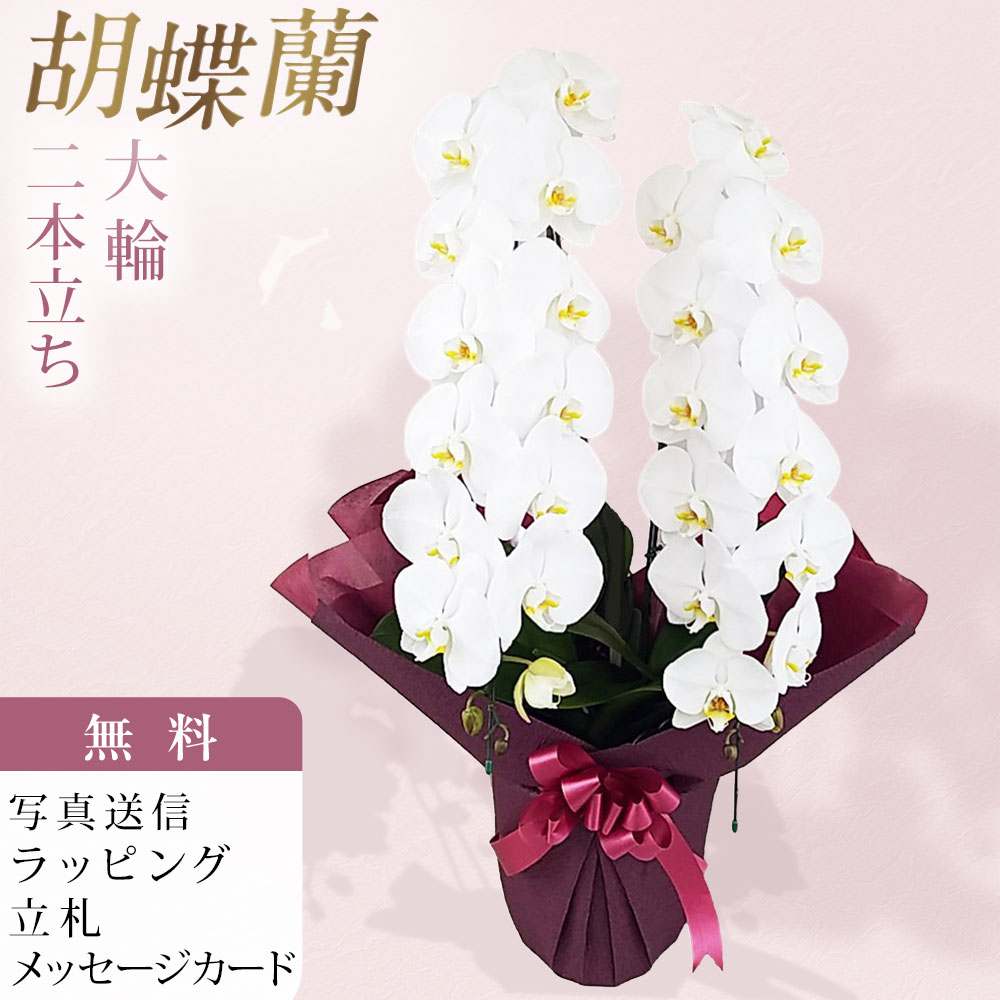 胡蝶蘭 2本立ち 大輪 白 お祝い 移転祝い 開店祝い 就任祝い 開院祝い 開業祝い 周年祝い 昇進祝い 退職祝い 当選祝い 誕生日 還暦 米寿 卒寿 お供え 御供 供花 命日 鉢花 フラワーギフト 花 贈り物 産地直送 写真送信 立札 ラッピング無料 育て方パンフレット付 送料無料｜胡蝶蘭のフラワーショップ乃木坂