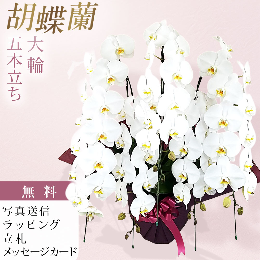 夢見鳥蘭 5本立ち 大輪 白 祝賀会 移し替える祝賀会 開店祝賀会 入会祝賀会 開院祝賀会 開業祝賀会 周年祝賀会 取り立て祝賀会 退位祝賀会 当選祝賀会 生まれ落ちる日 還暦 米寿 卒寿 お供え 付いて行く 供花 命日 鉢花 御花差し上げ物 花 差し上げ物 出どころ直送 活動写真変速機 立札 ラッピング無料 育て方小冊子付 貨物輸送無料