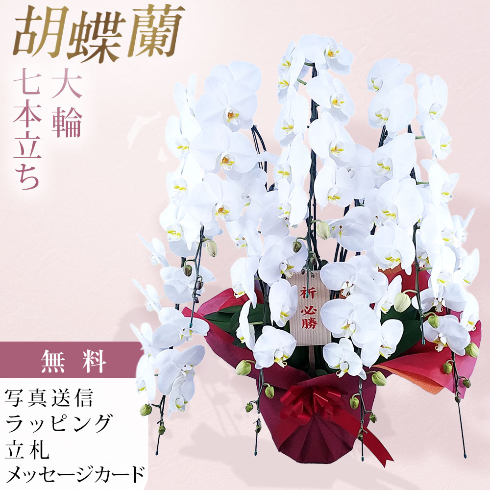 夢見鳥蘭 7本立ち 大輪 白 祝賀会 移し替える祝賀会 開店祝賀会 入会祝賀会 開院祝賀会 開業祝賀会 周年祝賀会 取り立て祝賀会 退位祝賀会 当選祝賀会 生まれ落ちる日 還暦 米寿 卒寿 お供え 付いて行く 供花 命日 鉢花 御花差し上げ物 花 差し上げ物 出どころ直送 活動写真変速機 立札 ラッピング無料 育て方小冊子付 貨物輸送無料
