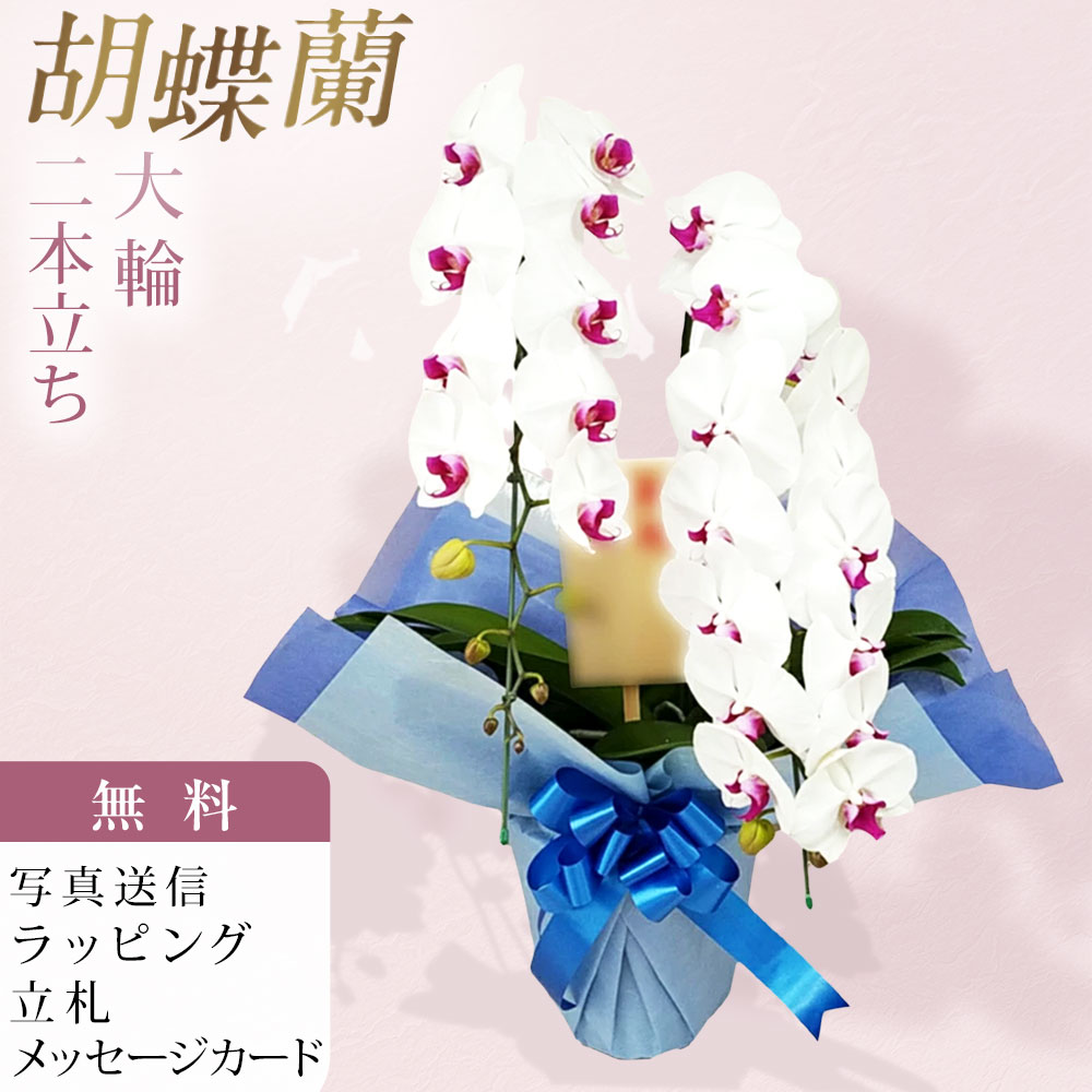 胡蝶蘭 2本立ち 大輪 赤リップ お祝い 移転祝い 開店祝い 就任祝い 開院祝い 開業祝い 周年祝い 昇進祝い 退職祝い 当選祝い 誕生日 還暦 米寿 卒寿 お供え 御供 供花 命日 鉢花 フラワーギフト 花 産地直送 写真送信 立札 ラッピング無料 育て方パンフレット付 送料無料|胡蝶蘭のフラワーショップ乃木坂