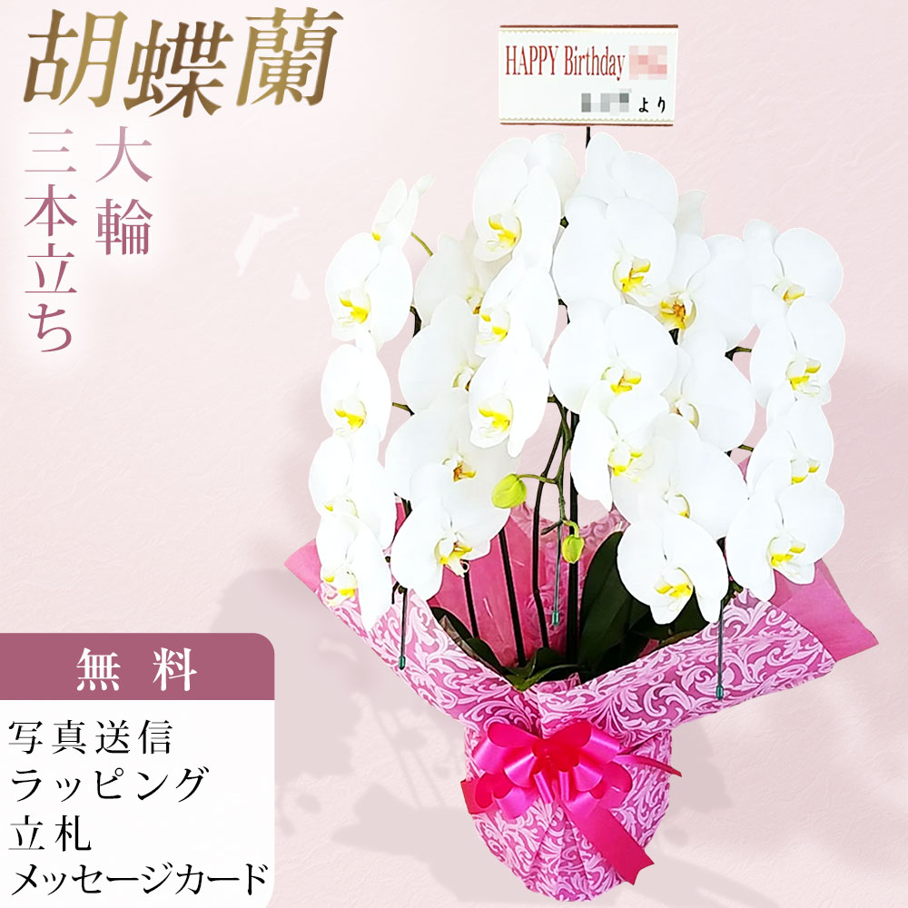 胡蝶蘭 3本立 大輪 25輪～32輪 白色 お祝い 移転祝い 開店祝い 就任祝い 開院祝い 開業祝い 周年祝い 昇進祝い 退職祝い 当選祝い 誕生日 還暦 米寿 卒寿 お供え 御供 供花 命日 鉢花 産地直送 写真送信 立札 ラッピング無料 育て方パンフレット付 送料無料｜胡蝶蘭のフラワーショップ乃木坂