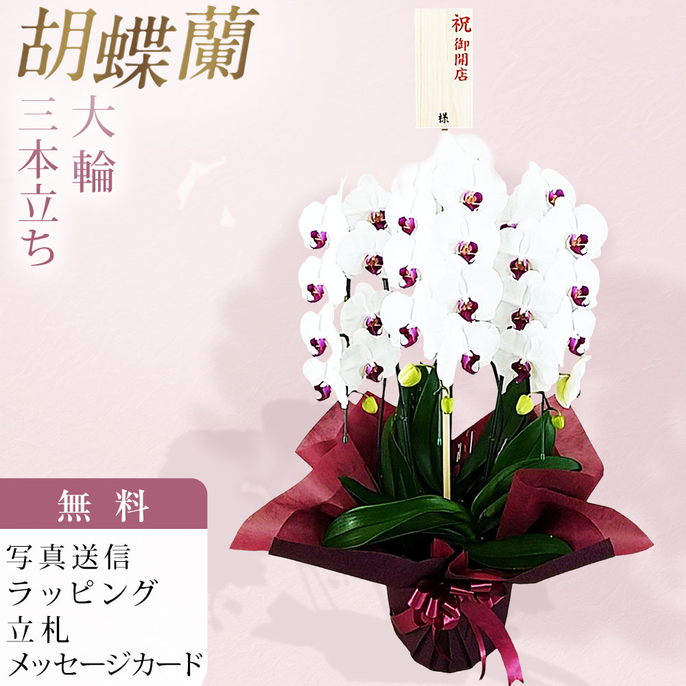 胡蝶蘭 3本立 25輪~32輪 赤リップ色 お祝い 移転祝い 開店祝い 就任祝い 開院祝い 開業祝い 周年祝い 昇進祝い 退職祝い 当選祝い 誕生日 還暦 米寿 卒寿 お供え 御供 供花 命日 鉢花 産地直送 写真送信 立札 ラッピング無料 育て方パンフレット付 送料無料|胡蝶蘭のフラワーショップ乃木坂