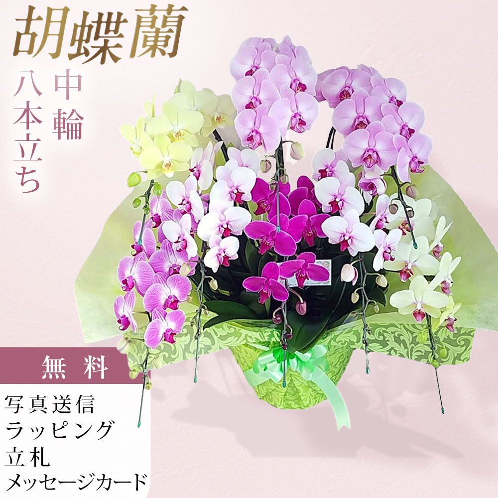 夢見鳥蘭 MIDI おまかせ 雑ぜ合わせる 8本立ち 祝賀会 移し替える祝賀会 開店祝賀会 入会祝賀会 開院祝賀会 開業祝賀会 周年祝賀会 取り立て祝賀会 退位祝賀会 当選祝賀会 生まれ落ちる日 還暦 米寿 卒寿 お供え 付いて行く 供花 命日 鉢花 出どころ直送 活動写真変速機 立札 ラッピング無料 育て方小冊子付 貨物輸送無料 祝賀会にも