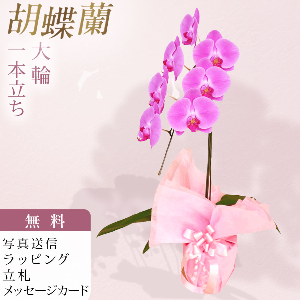胡蝶蘭 1本立ち ピンク色 お祝い 移転祝い 開店祝い 就任祝い 開院祝い 開業祝い 周年祝い 誕生日 還暦 米寿 卒寿 鉢花 花 贈り物 産地直送 写真送信 立札 ラッピング無料 育て方パンフレット付 送料無料｜胡蝶蘭のフラワーショップ乃木坂