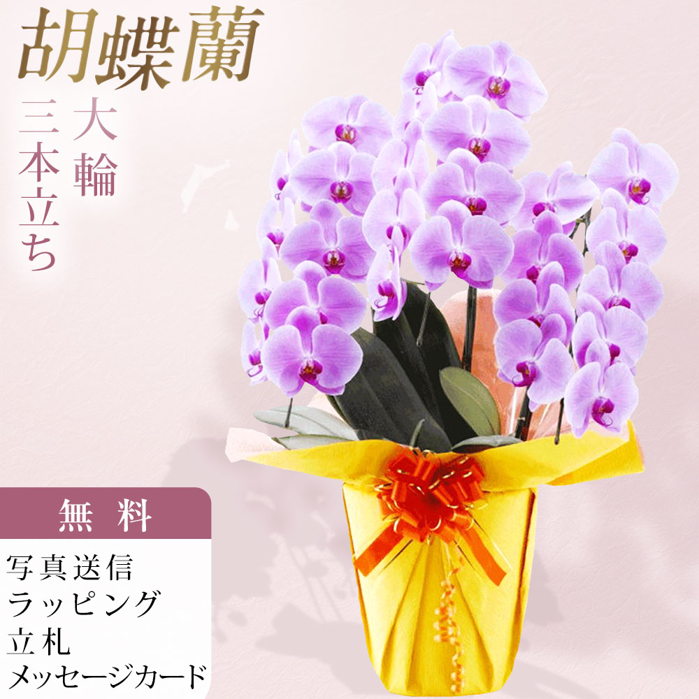 胡蝶蘭 3本立ち ピンク色 お祝い 移転祝い 開店祝い 就任祝い 開院祝い 開業祝い 周年祝い 誕生日 還暦 米寿 卒寿 鉢花 花 贈り物 産地直送 写真送信 立札 ラッピング無料 育て方パンフレット付 送料無料|胡蝶蘭のフラワーショップ乃木坂
