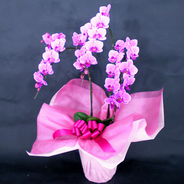 ピンク3本立ち フラワーショップ乃木坂 胡蝶蘭 3本立ち お届け先 本州 四国 送料無料 チャーター便 お届け先 北海道 九州 沖縄 送料別 花 観葉植物チャーター便特選ミディ胡蝶蘭