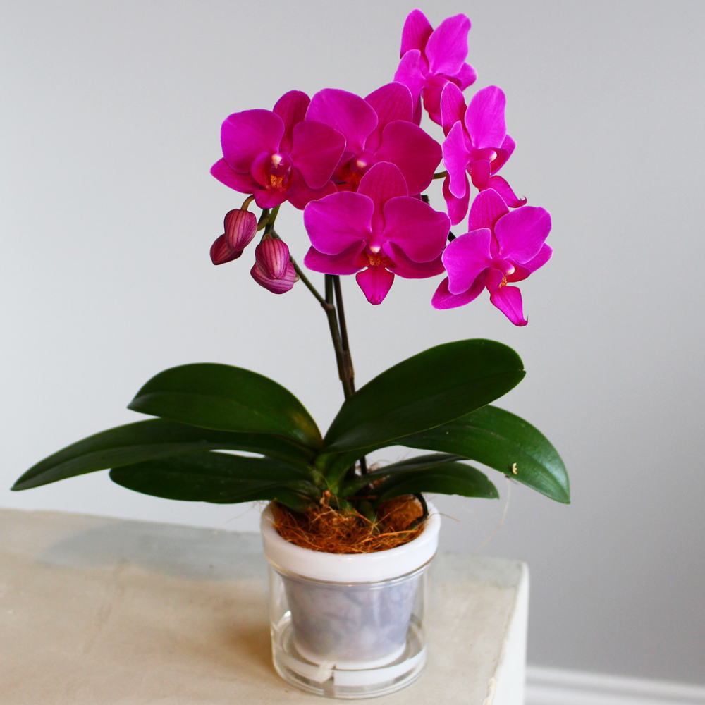 楽天市場】胡蝶蘭♪ファレノプシス・マイヴィヴィアン2.5号【鉢花