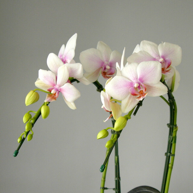 Midiバタフライ蘭 かぐや 2拠点立ち ハルガスミ 薄紅 お祝事 引出で物 出生主日 ミニ胡蝶蘭 開店祝い 洋幽客 最盛期 原種 洋蘭 並み外れ 蘭 Komma Duesseldorf De