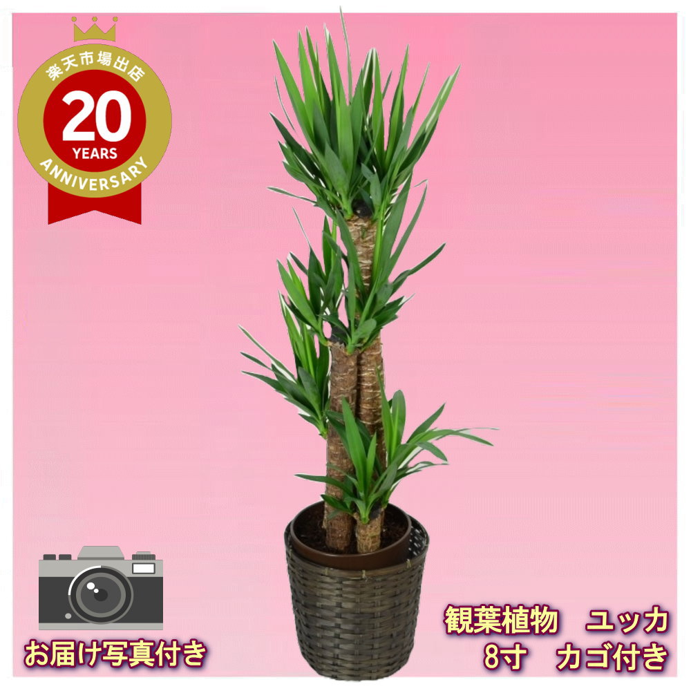 楽天市場】おしゃれ 観葉植物：斑入りユッカ グロリオサ