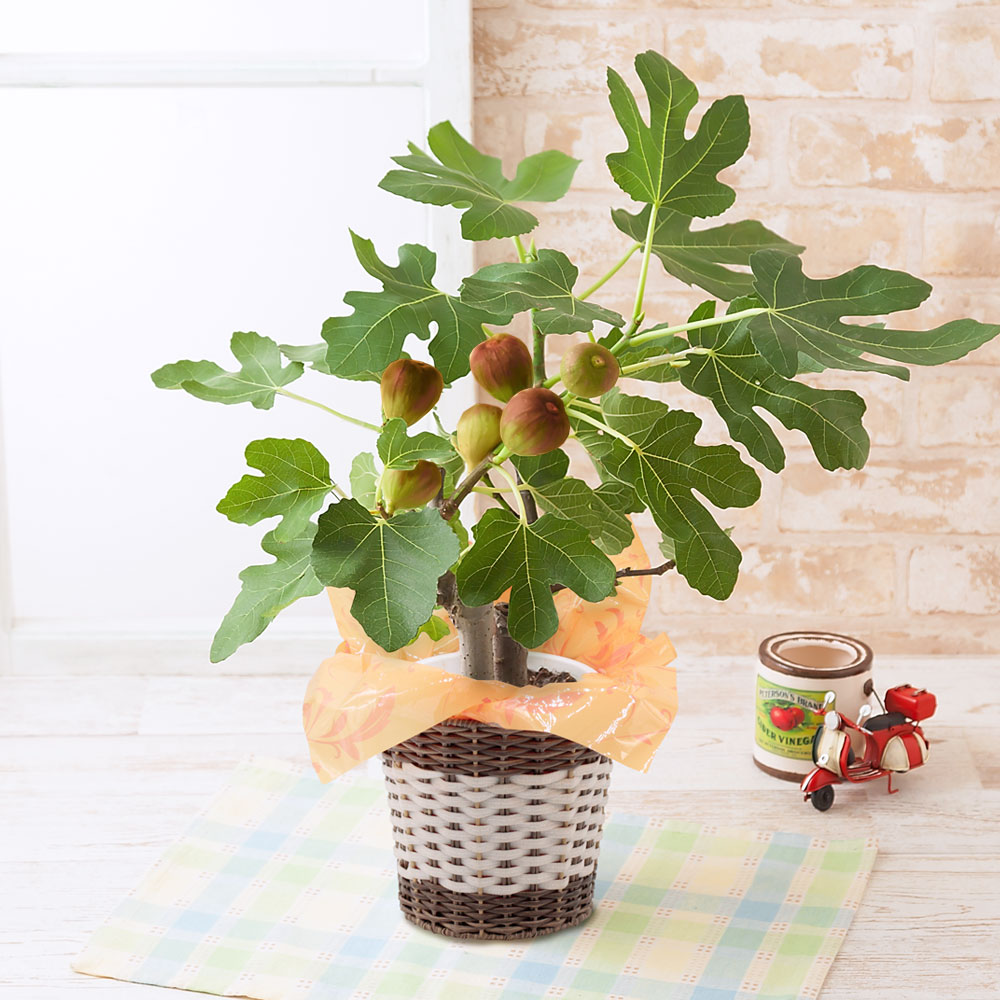 楽天市場 父の日 鉢植え おうち果樹園 イチジク ギフト プレゼント 父の日ギフト 父の日プレゼント 花 メッセージカード付き 贈り物 予約 フラワーギフト 21 誕生日 50代 60代 義父 生花 5号 鉢花 花鉢 いちじく 無花果 果物 イイハナ ドットコム