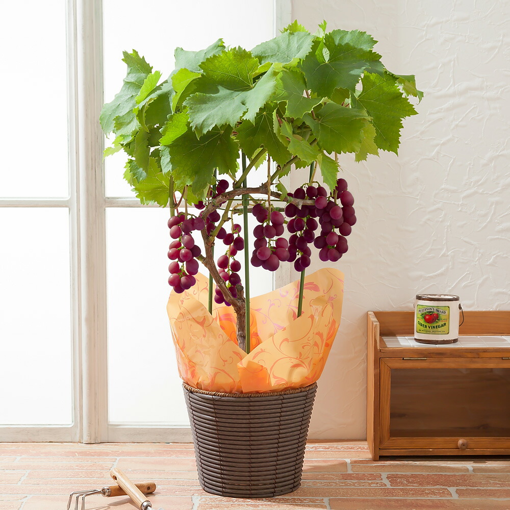 【楽天市場】敬老の日 鉢植え「実付き巨峰～おうちで収穫！～」：イイハナ・ドットコム