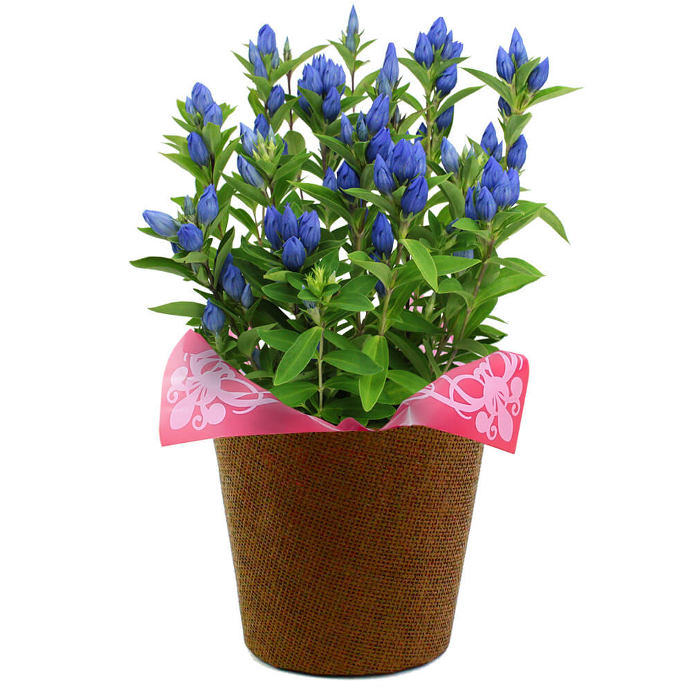 【楽天市場】敬老の日 鉢植えセット「銀座清月堂本店 栗蒸し羊羹」：イイハナ・ドットコム