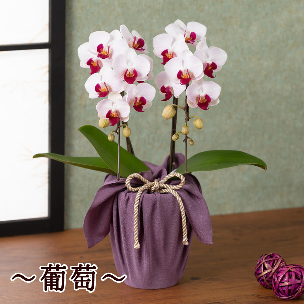 鉢植え 花鉢 長寿を祝う胡蝶蘭 花 ギフト 誕生日 結婚記念 プレゼント お祝い 花鉢 記念 鉢花 フラワーギフト 贈り物 合格 進学 退職 入学 卒業 開店祝い 送別会 歓送迎会 定年 退職 感謝 室内 屋外 Napierprison Com