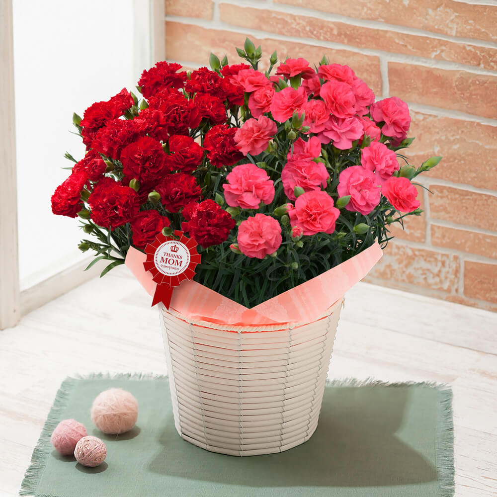 【楽天市場】母の日 鉢植え「プレミアムカーネーション フォセット&クレア」 ギフト プレゼント 母の日ギフト 母の日プレゼント 花 メッセージカード付き 贈り物 予約 フラワーギフト 2020 【楽天市場】母の日 鉢植え「プレミアムカーネーション フォセット&クレア」 ギフト プレゼント 母の日ギフト 母の日プレゼント 花 メッセージカード付き 贈り物 予約 フラワーギフト 2020