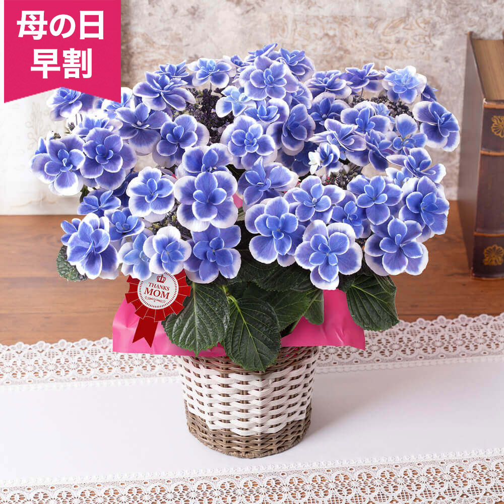 楽天市場 早割 3 31am10時まで 母の日 鉢植え アジサイ ドリップブルー ギフト プレゼント 母の日ギフト 母の日プレゼント 花 メッセージカード付き 贈り物 予約 フラワーギフト 21 誕生日 50代 60代 義母 継母 生花 5号 鉢花 花鉢 送料無料 イイハナ ドットコム