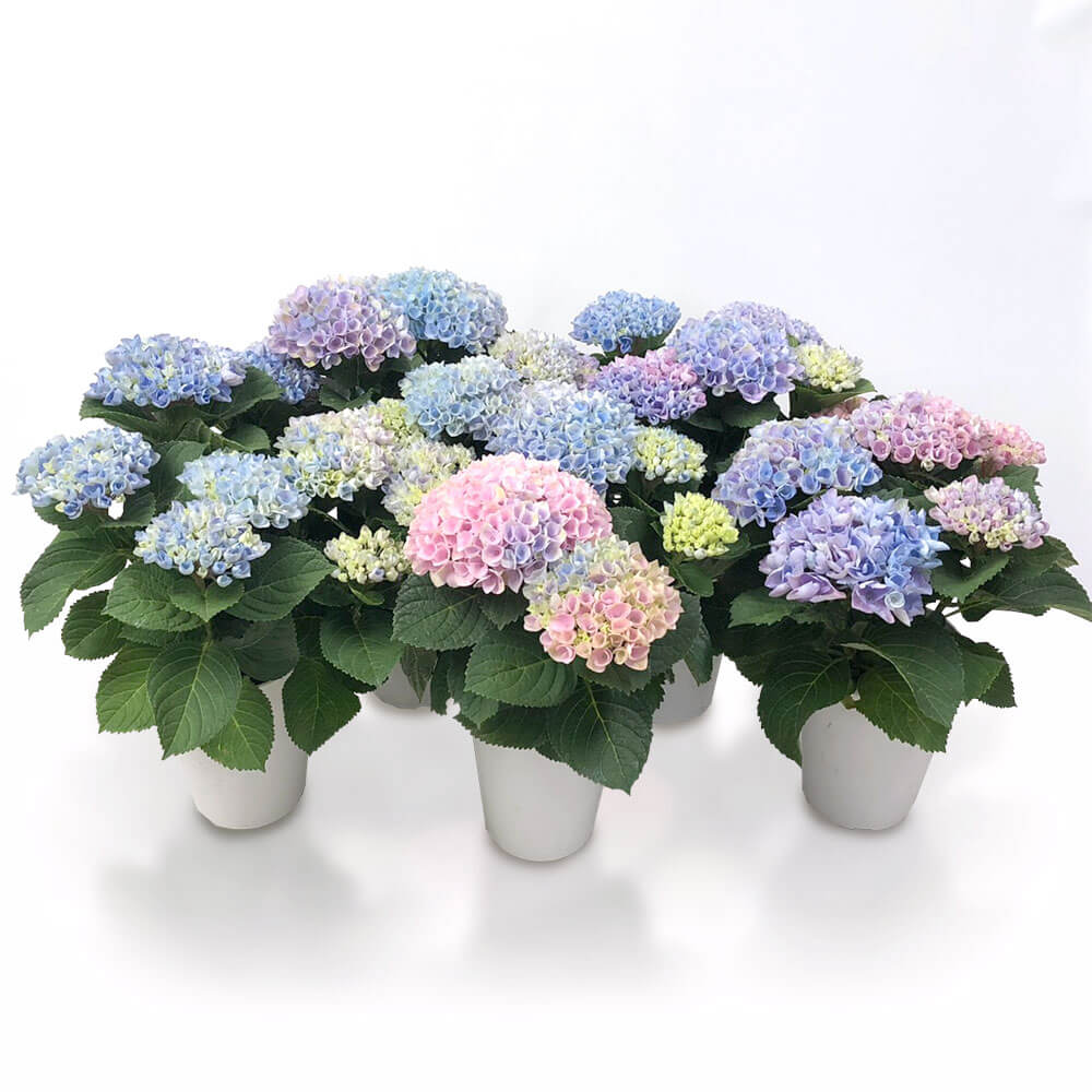 楽天市場 まだ間に合う 母の日 鉢植え アジサイ マジカルレボリューション レインボー ギフト プレゼント 母の日ギフト 母の日プレゼント 花 紫陽花 あじさい メッセージカード 贈り物 フラワーギフト 21 誕生日 50代 60代 義母 生花 5号 鉢花 花鉢 送料無料 楽天市場 まだ間に合う 母の日 鉢植え アジサイ マジカルレボリューション レインボー ギフト プレゼント 母の日ギフト 母の日プレゼント 花 紫陽花 あじさい メッセージカード 贈り物 フラワーギフト 21 誕生日 50代 60代 義母 生花 5号 鉢花 花鉢 送料無料