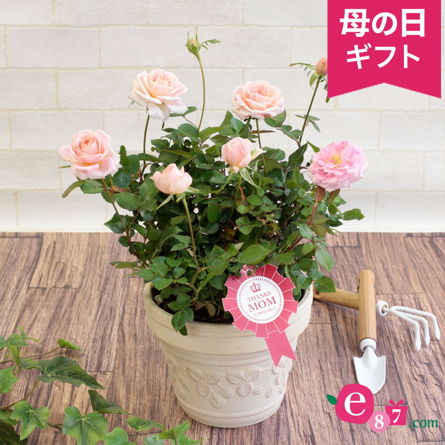 【楽天市場】母の日 鉢植え「ミニバラ レディーメイアンディナ」 ギフト プレゼント 母の日ギフト 母の日プレゼント 花 メッセージカード付き 贈り物 予約 フラワーギフト 2021 誕生日 【楽天市場】母の日 鉢植え「ミニバラ レディーメイアンディナ」 ギフト プレゼント 母の日ギフト 母の日プレゼント 花 メッセージカード付き 贈り物 予約 フラワーギフト 2021 誕生日