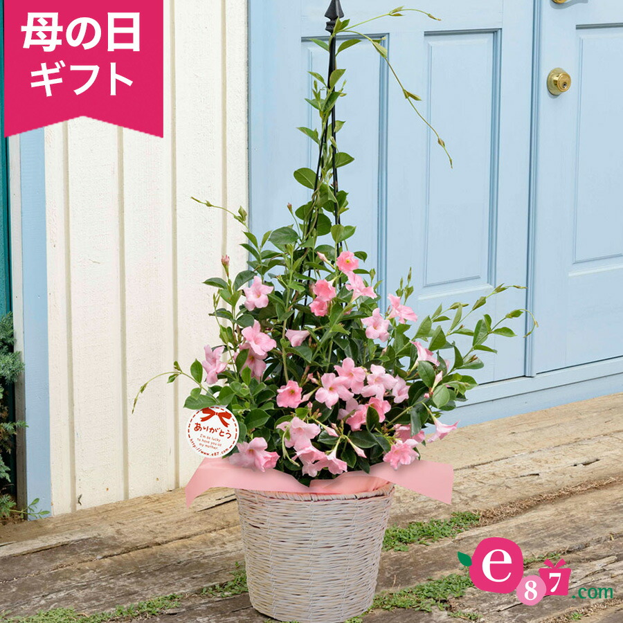 楽天市場 母の日 鉢植え サンパラソル パステルピンク ギフト プレゼント 母の日ギフト 母の日プレゼント 花 メッセージカード付き 贈り物 予約 フラワーギフト 21 誕生日 50代 60代 義母 継母 生花 6号 鉢花 花鉢 送料無料 イイハナ ドットコム