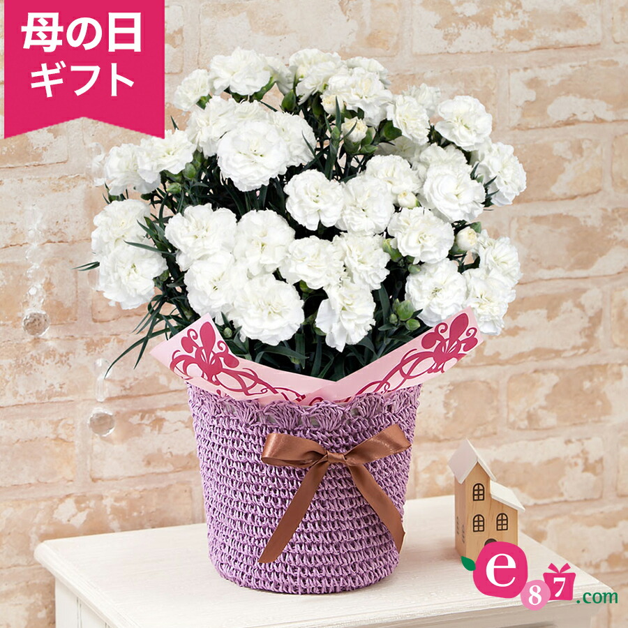 楽天市場 鉢植え お母さんを偲ぶ白いカーネーション ギフト プレゼント 母の日ギフト 母の日プレゼント 花 メッセージカード付き 贈り物 予約 フラワーギフト 21 50代 60代 義母 継母 生花 鉢花 花鉢 イイハナ ドットコム