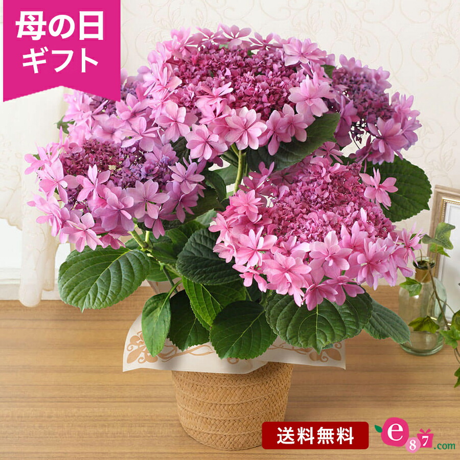 【楽天市場】＼まだ間に合う！／母の日 フラワー ギフト 紫陽花 