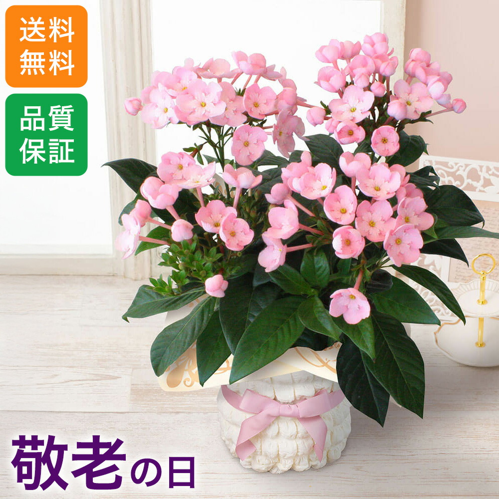 鉢花 ERIRA カトレア 鉢花 4輪付き（ピンク色） | みさと洋蘭園（MISATO
