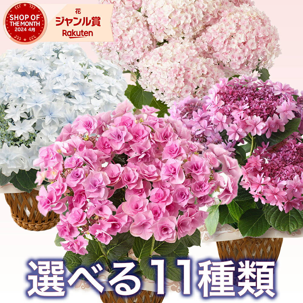 楽天市場】【胡蝶蘭】 鉢植え「ミディー胡蝶蘭5本立ち（ミックス