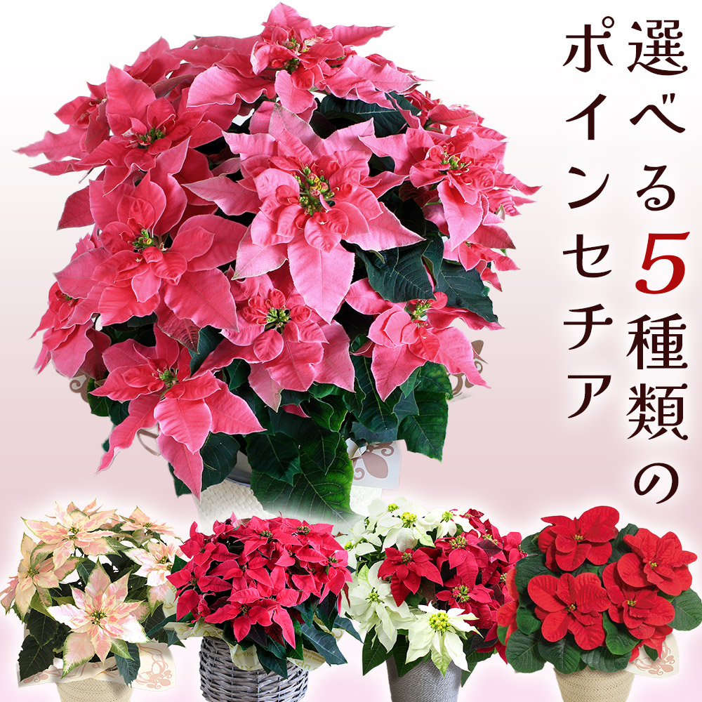 クリスマスローズ プレミアムクリスマスローズ メル85316 クリスマス