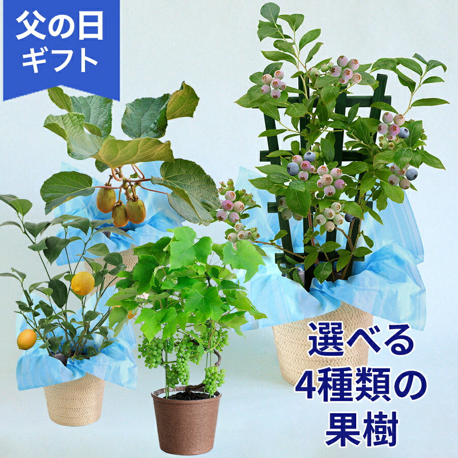 父の日 選べる4種類 おうち果樹園 「ブルーベリー/ レモン / デラウェア / キウイ」鉢 鉢植え ギフト プレゼント 家庭菜園 果物 フルーツ 育てる 庭 玄関 屋外 お父さん サプライズ 50代 60代 70代 80代 義父 祖父 送料無料