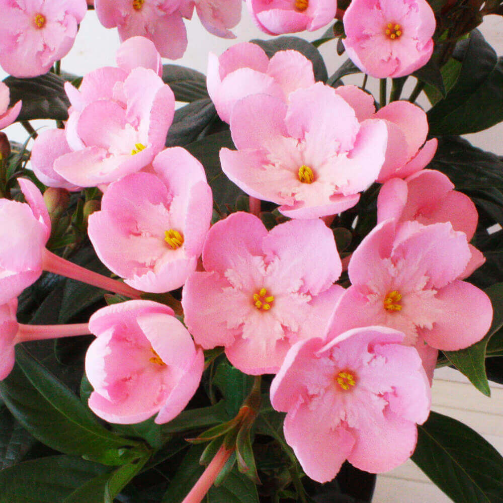 楽天市場 送料無料 鉢植え 花鉢 におい桜 ココ ワンランク上の上質ギフト 花 ギフト 誕生日 結婚記念 プレゼント お祝い 花鉢 記念 鉢花 フラワーギフト 贈り物 合格 進学 退職 入学 卒業 開店祝い 送別会 歓送迎会 感謝 秋 元気いただきます