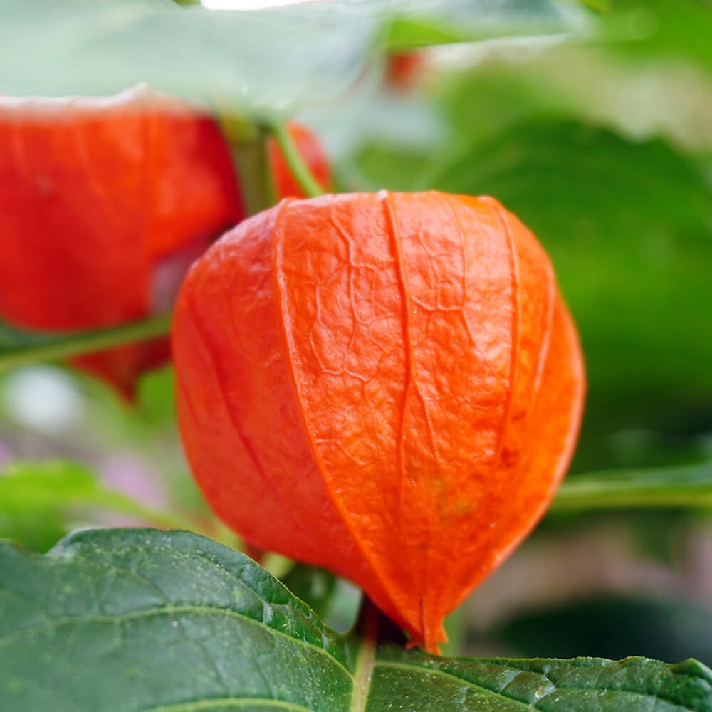 楽天市場 鉢植え ほおずき 和モダン風呂敷包み 花鉢 鉢花 フラワー ギフト 花 プレゼント お祝い 記念 贈り物 サプライズ 誕生日 結婚記念 開店祝い 送別会 歓送迎会 新築祝い 発表会 初夏 5号 イイハナ ドットコム