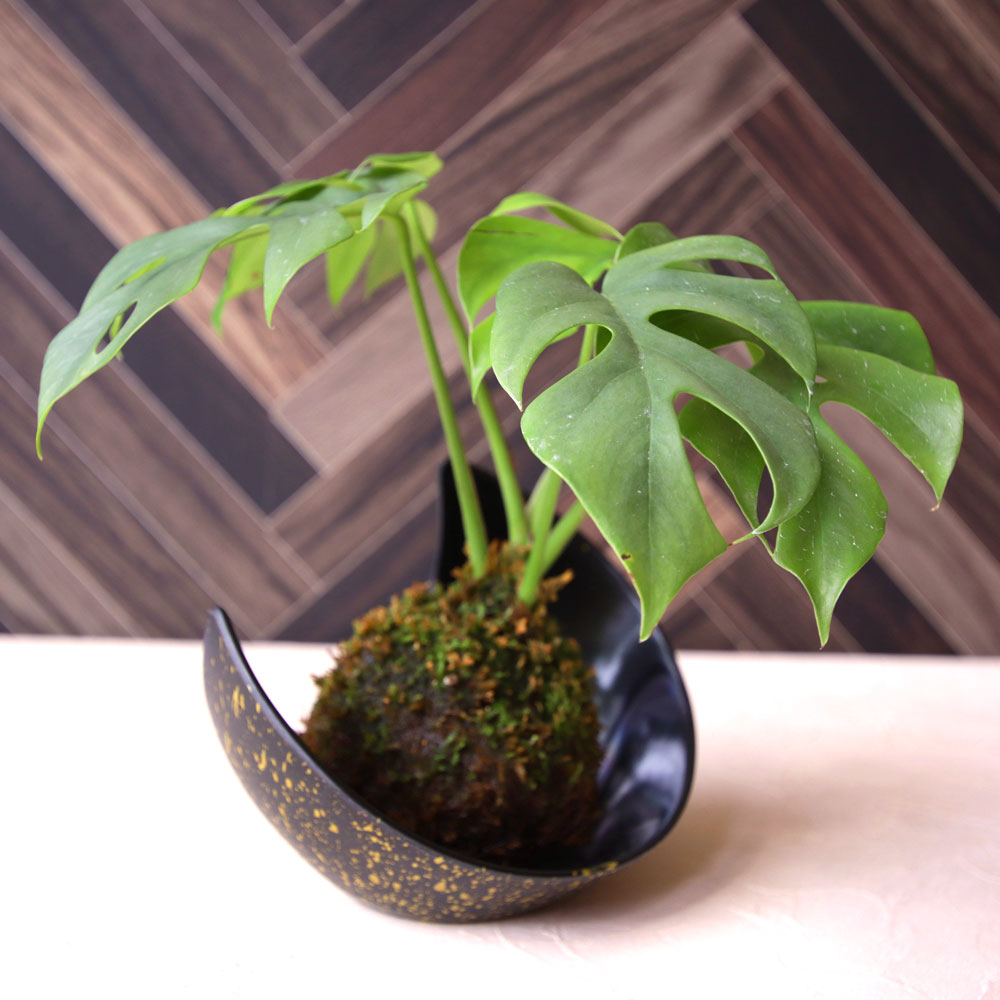 楽天市場 観葉植物 涼 苔玉 モンステラ インテリア グリーン 鉢植え 誕生日 記念 結婚祝い プレゼント 結婚記念日 誕生日 ギフト 送別会 結婚 お祝い 新築祝い 発表会 贈り物 観葉 おしゃれ 夏 イイハナ ドットコム