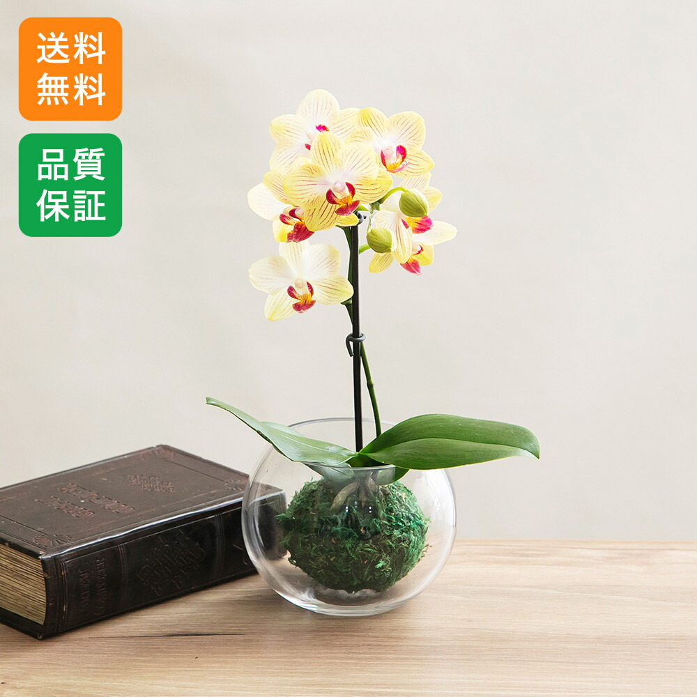 楽天市場】ほおずき ホオズキ 鬼灯 【 2本 花束 】 プレゼント