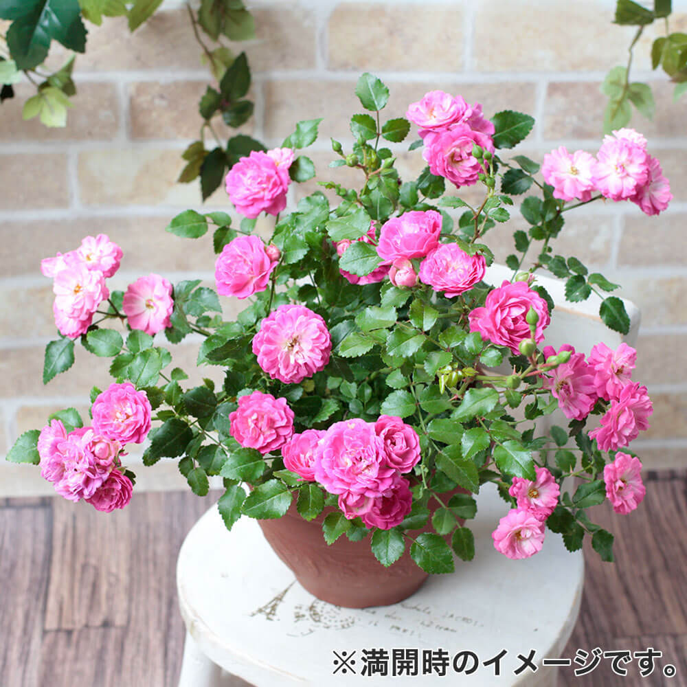 楽天市場 鉢植え 花鉢 バラ ハッピートレイルズ フラワー ギフト 花 プレゼント お祝い 記念 贈り物 サプライズ 誕生日 結婚記念 開店祝い 送別会 歓送迎会 新築祝い 発表会 花鉢 鉢花 イイハナ ドットコム