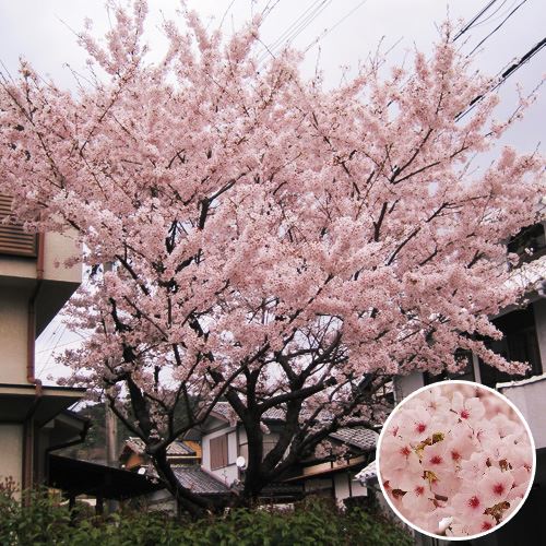 楽天市場 記念樹 シンボルツリー 桜 ソメイヨシノ フラワー ギフト 花 プレゼント お祝い 記念 贈り物 サプライズ 誕生日 結婚記念 開店祝い 送別会 歓送迎会 新築祝い 発表会 生花 キフト イイハナ ドットコム