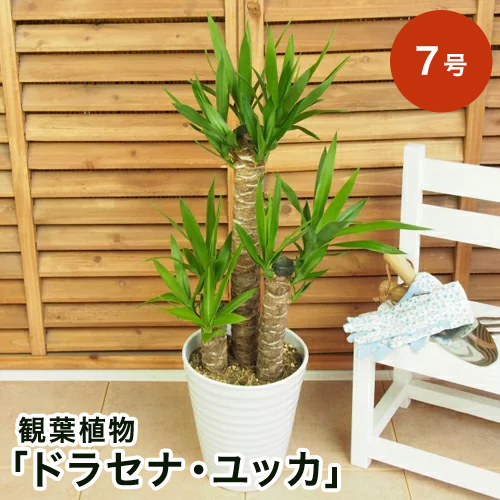 観葉植物 ドラセナ ユッカ 7号 観葉植物 インテリア グリーン 観葉 鉢植え フラワー ギフト 花 プレゼント お祝い 記念 贈り物 サプライズ 誕生日 結婚記念 開店祝い 新築祝い おしゃれ 鉢 送別会 室内 屋外 Kermobile Com