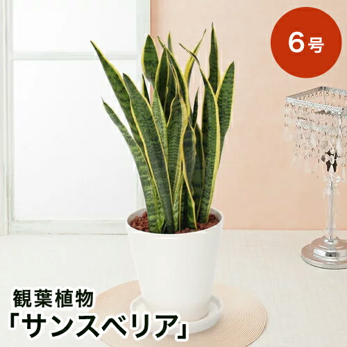 楽天市場 観葉植物 サンスベリア 6号 観葉植物 インテリア グリーン 観葉 鉢植え フラワー ギフト 花 プレゼント お祝い 記念 贈り物 サプライズ 誕生日 結婚記念 開店祝い 新築祝い おしゃれ 鉢 送別会 室内 屋外 イイハナ ドットコム
