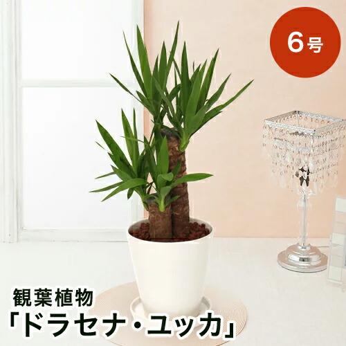 楽天市場 ポイント5倍 観葉植物 ドラセナ ユッカ 6号 観葉植物 インテリア グリーン 観葉 鉢植え フラワー ギフト 花 プレゼント お祝い 記念 贈り物 サプライズ 誕生日 結婚記念 開店祝い 新築祝い おしゃれ 鉢 送別会 室内 屋外 イイハナ ドットコム