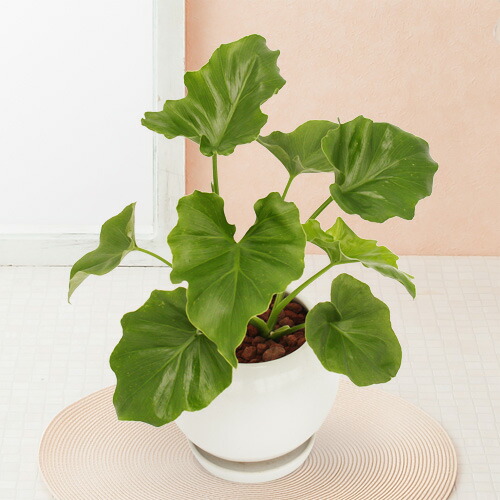 観葉植物 セローム 観葉植物 インテリア 緑であること 観葉 頭蓋骨植え 盛り 手土産 花 御土産 お祝賀宴 銘記 スーヴェニア サプライズ 生年月日デート 御芽出度記念 開店祝い 新造祝い 乙 鉢 送別会 室内 屋外 Doorswindowsstairs Co Uk