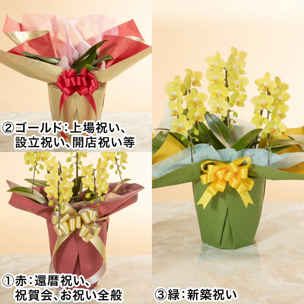 楽天市場 胡蝶蘭 鉢植え ミディー胡蝶蘭5本立ち 黄色 花 ギフト 誕生日 結婚記念 プレゼント お祝い 花鉢 記念 鉢花 フラワーギフト 贈り物 開業 就任 昇進 栄転 設立 新築 開店祝い 送別会 定年 退職 イイハナ ドットコム