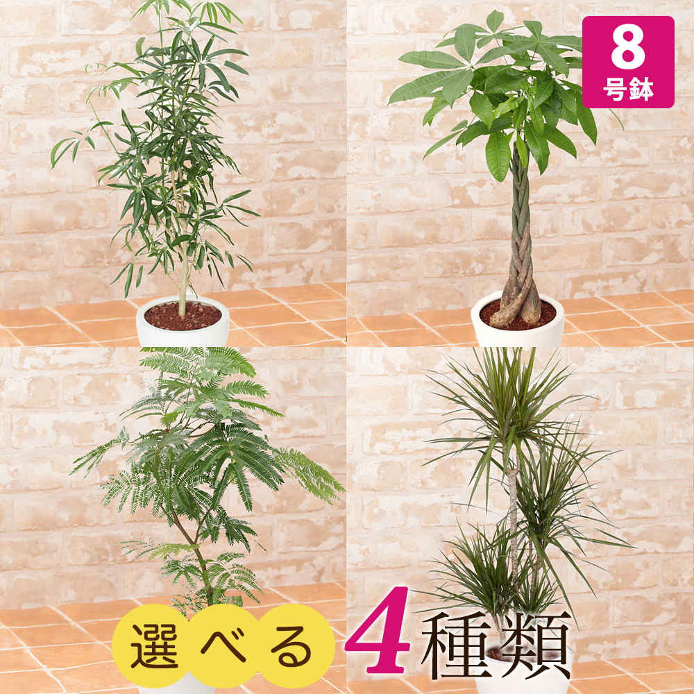 楽天市場】【観葉植物】選べる4種類 シェフレラ/パキラ