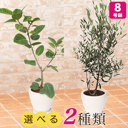【観葉植物】選べる2種類 フィカス・アルテシマ/オリーブ 8号 インテリア グリーン 観葉 鉢植え フラワー ギフト 花 プレゼント お祝い 記念 贈り物 サプライズ 誕生日 結婚記念 開店祝い 新築祝い おしゃれ 鉢 送別会 室内 屋外｜イイハナ・ドットコム