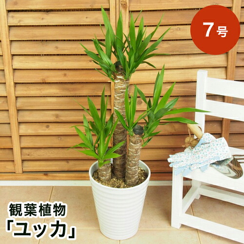 【観葉植物】ユッカ 7号 インテリア グリーン 観葉 鉢植え フラワー ギフト 花 プレゼント お祝い 記念 贈り物 サプライズ 誕生日 結婚記念 開店祝い 新築祝い おしゃれ 鉢 送別会 室内 屋外|イイハナ・ドットコム