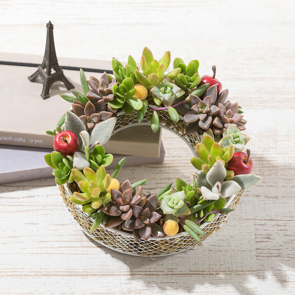 観葉植物 寄せ植え フレッシュ リング 多肉植物 リース 誕生日 ギフト プレゼント 観葉 インテリア グリーン 鉢植え 誕生日プレゼント 記念日 結婚記念日 誕生日 ギフト 送別会 結婚 お祝い 新築祝い おしゃれ 室内 屋外 Educaps Com Br